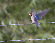 Barn Swallow